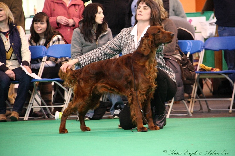 Crufts2011 194.jpg